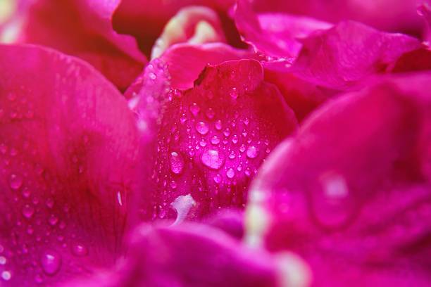 istock Pink wild rose wet leaves with water drops 488603288