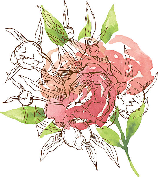 ilustrações, clipart, desenhos animados e ícones de cartão de saudação floral element. - bouquet rose peony rosé