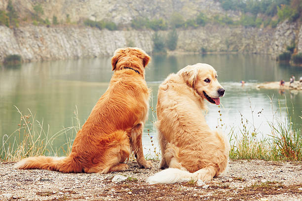 istock Two golden retriever dogs 488603594