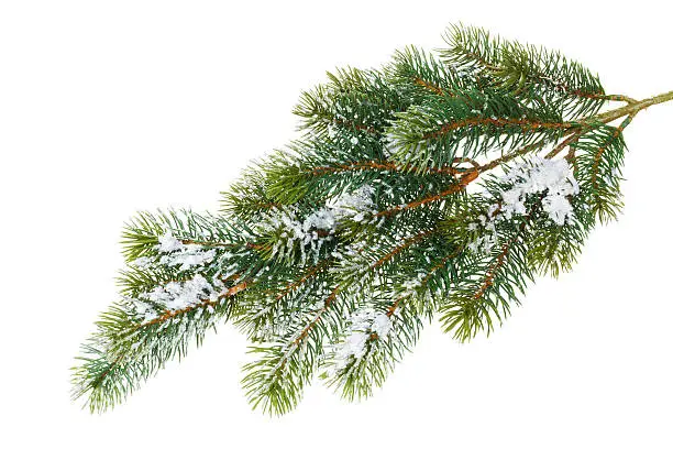 Fir tree branch covered with snow. Isolated on white background