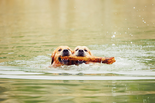 Two golden retrievers dogs are swimming with stick.