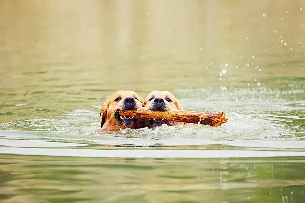 Photo of Two golden retrievers dogs