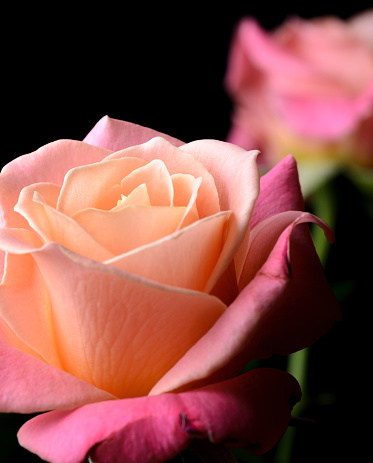 Yellow, orange, pink creamy roses isolated on black background, multicolor, dreamy soft colors.