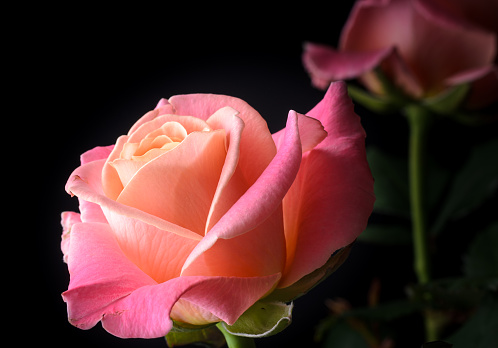 Yellow, orange, pink creamy roses isolated on black background, multicolor, dreamy soft colors.