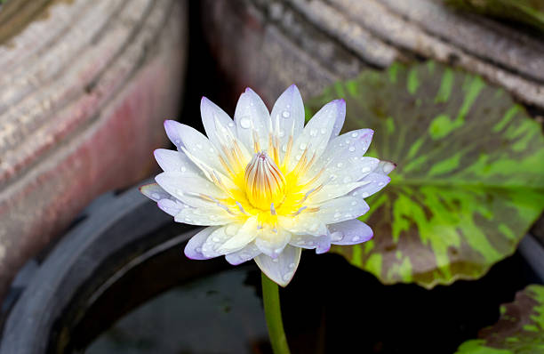 istock White lotus flower in full bloom 488610986
