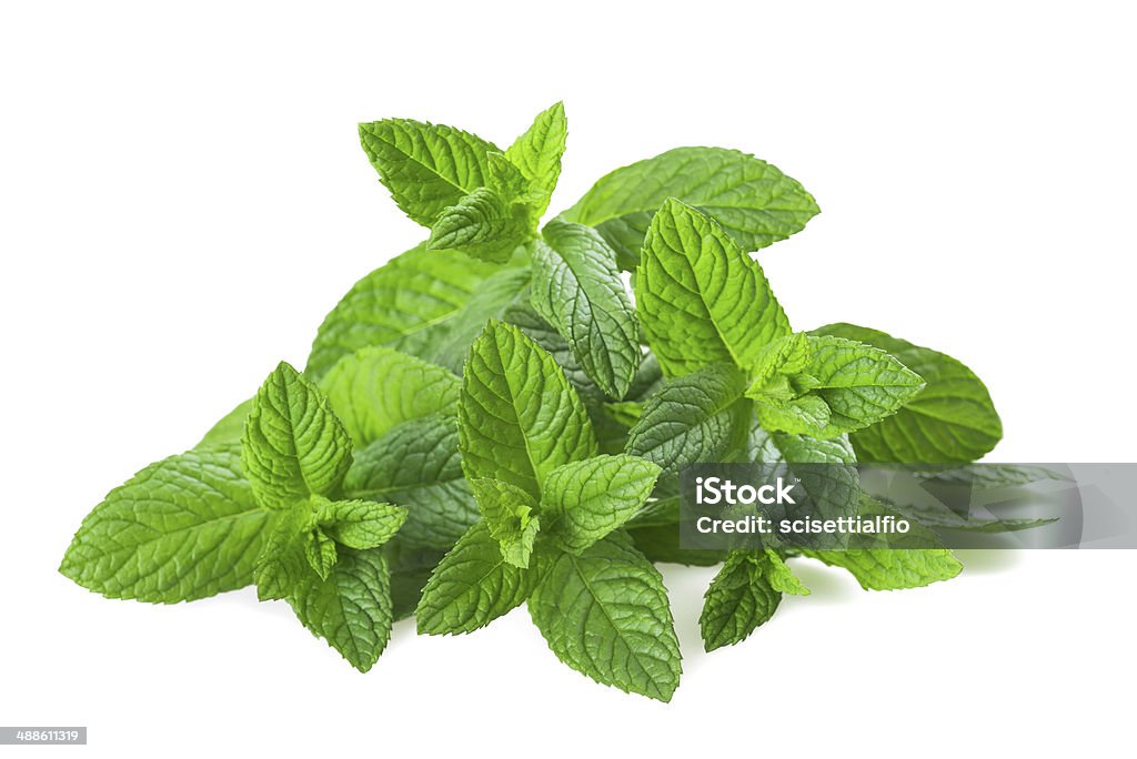 mint plants Fresh mint isolated on white background Mint Leaf - Culinary Stock Photo