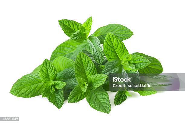 Mint Plants Stock Photo - Download Image Now - Mint Leaf - Culinary, Aromatherapy, Bunch