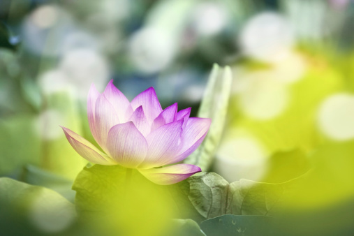 blooming lotus