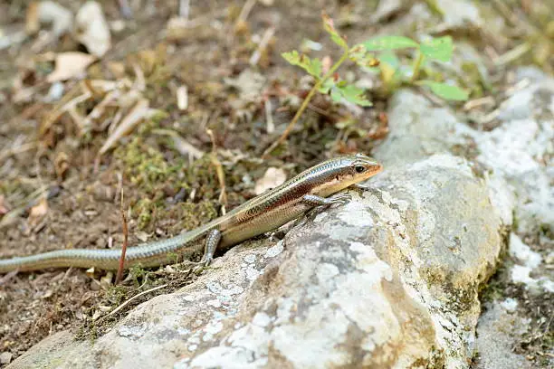 Photo of Small beautiful Lizard