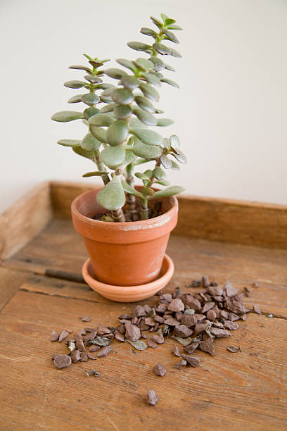 istock succulent plant on wooden desk 488611529