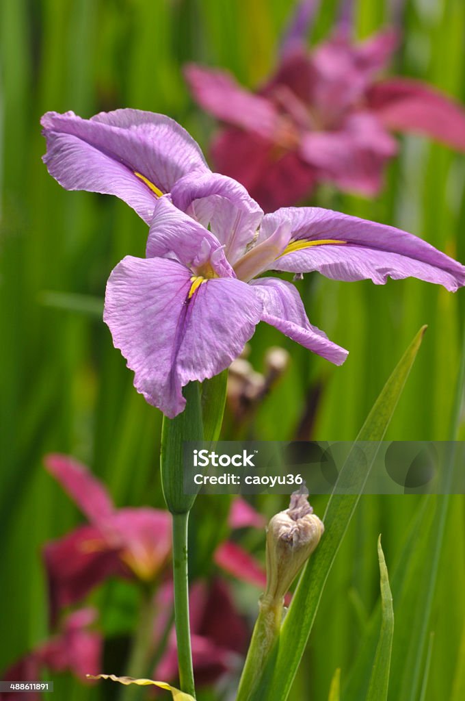 Fiore viola Gladiolo fiori - Foto stock royalty-free di Ambientazione esterna