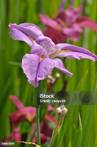 Fiore Viola Gladiolo Fiori - Fotografie stock e altre immagini di Ambientazione esterna - Ambientazione esterna, Bellezza, Bellezza naturale
