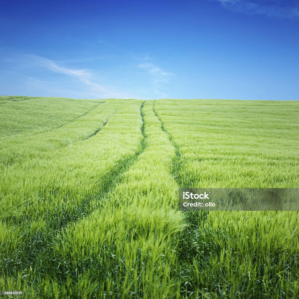 Wheat field und Titel - Lizenzfrei Agrarbetrieb Stock-Foto