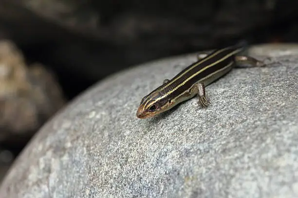 Photo of Small beautiful Lizard