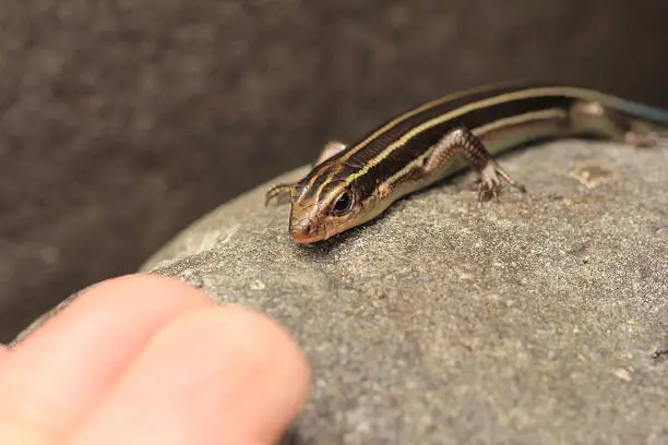 Photo of Small beautiful Lizard