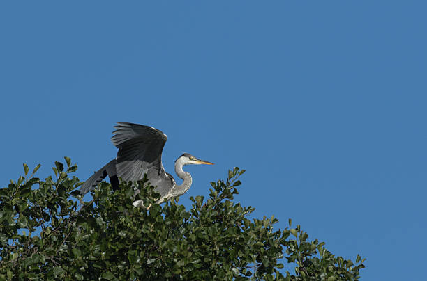 Grey heron on a tree top stock photo