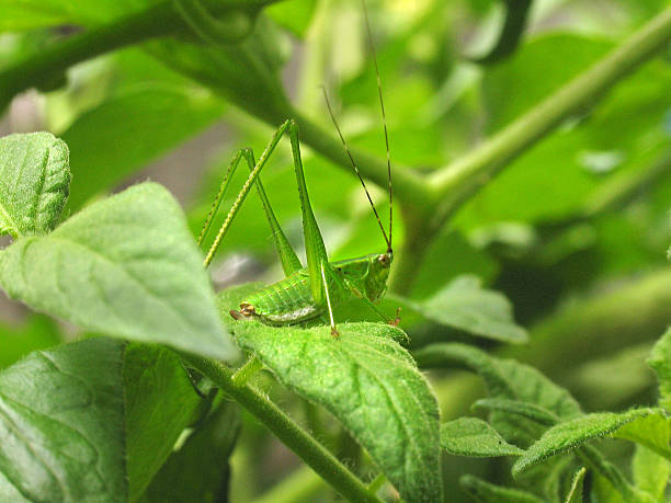 istock Katydid in Tomato leaves 488613195