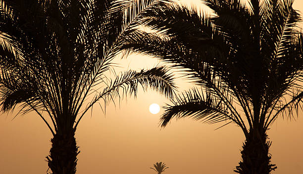 istock Sunset Palms near the sea coast 488613425