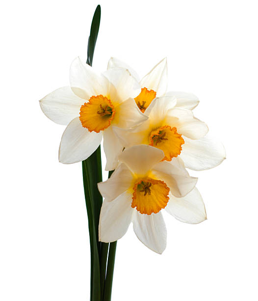 желтый - cyclamen daffodit стоковые фото и изображения