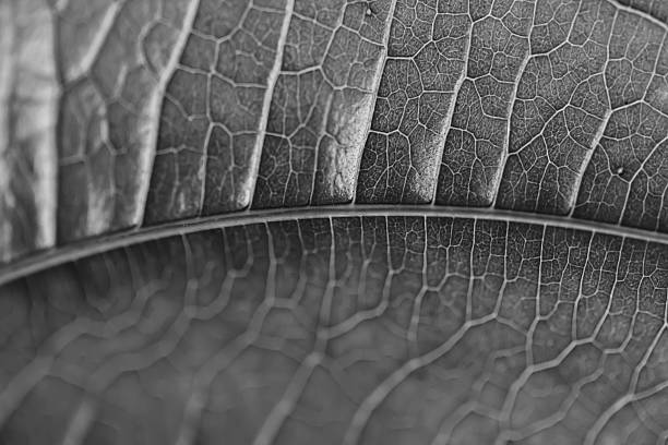 Black and White Leaf Black and White Leaf fracturable stock pictures, royalty-free photos & images