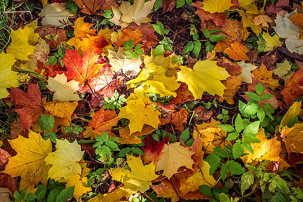 istock Background from bright autumn leaves of a maple 488613898