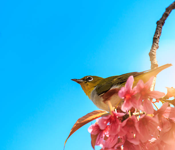 istock white-eye bird on twig of pink cherry blossom (sakura) 488613931