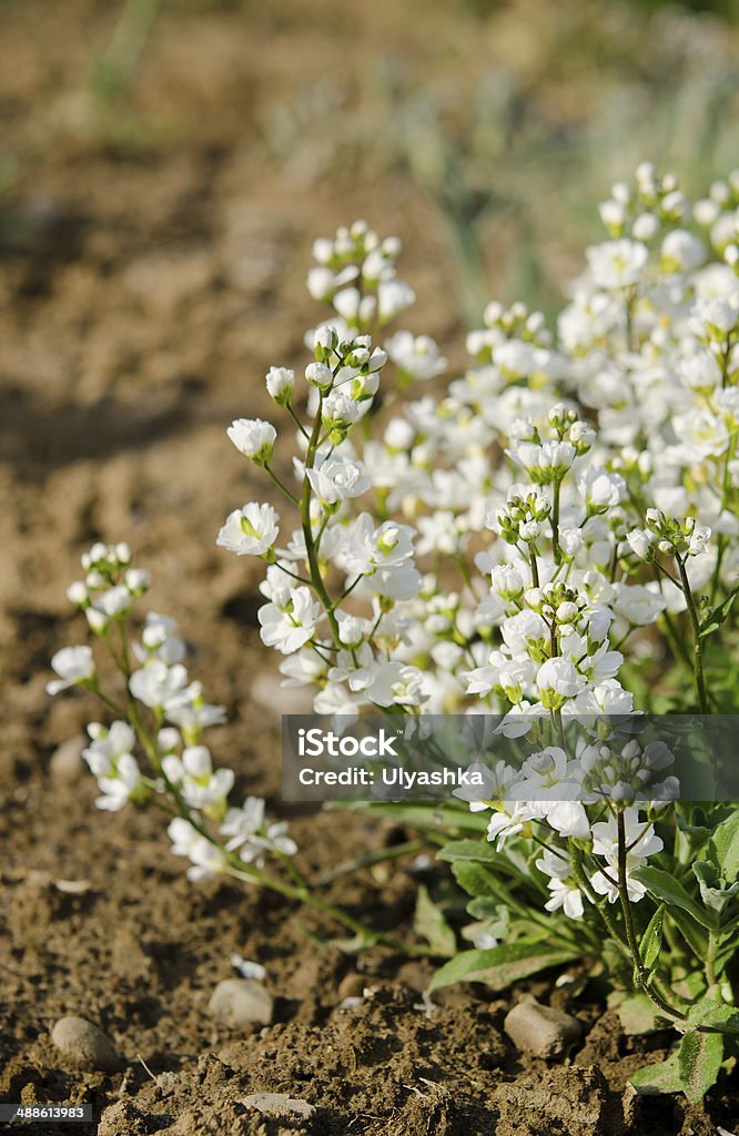 Blanco flores - Foto de stock de Aire libre libre de derechos