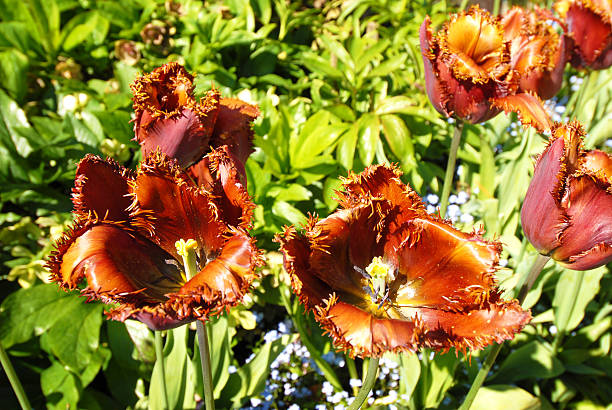 tulipani - buchart gardens foto e immagini stock