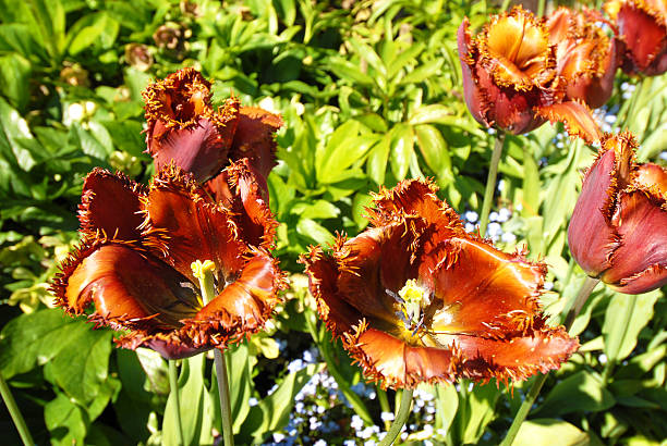 tulipany - buchart gardens zdjęcia i obrazy z banku zdjęć