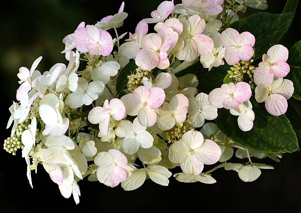 pink and white flower of Schizophragma hydrangeoides stock photo