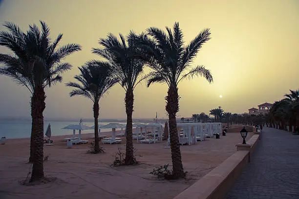 Photo of Sunset Palms near the sea coast