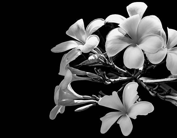 istock white Plumeria flowers on black and white; frangipani 488614514