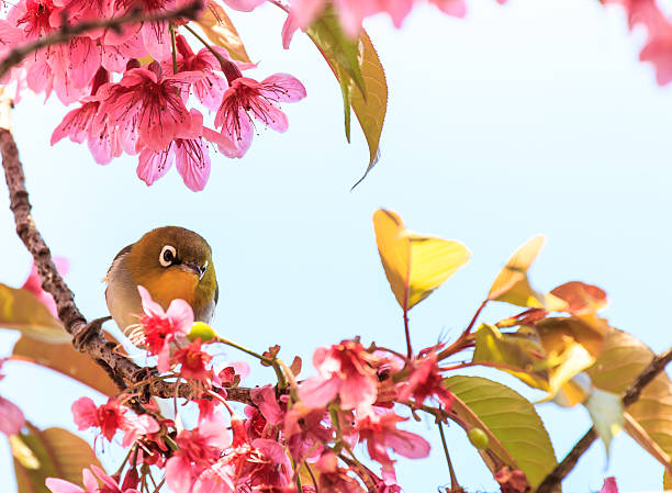 istock white-eye bird on twig of pink cherry blossom (sakura) 488614595