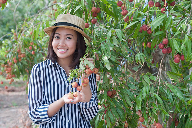 istock woman picking lychees in litchi orchard 488614767