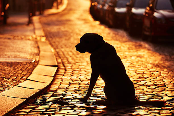 lost dog - dog street loneliness solitude photos et images de collection
