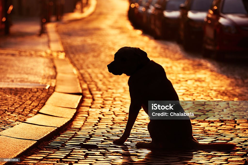 Lost dog Silhouette of the dog on the street at sunset. Dog Stock Photo