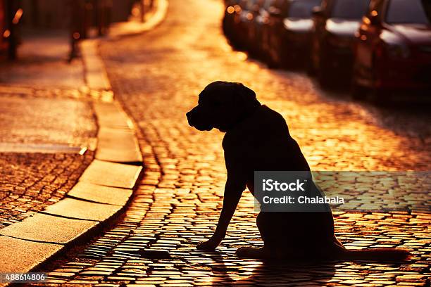 Lost Dog Stock Photo - Download Image Now - Dog, Lost, Street