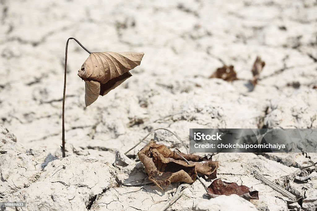 Hojas de Lotus - Foto de stock de Agricultura libre de derechos