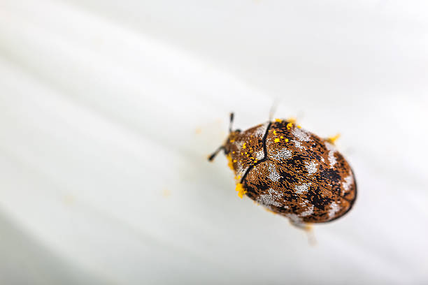 varied carpet beetle macro shot of a varied carpet beetle on a white daisy beetle photos stock pictures, royalty-free photos & images