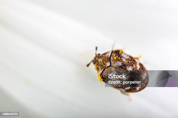 Varied Carpet Beetle Stock Photo - Download Image Now - Beetle, Carpet - Decor, Variation