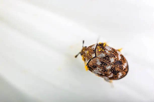 Photo of varied carpet beetle
