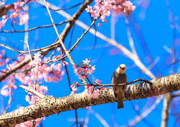 istock White-headed Bulbul bird  on twig of sakura 488616489
