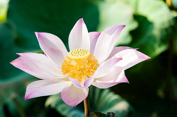 istock Pink lotus flower blooming 488616591
