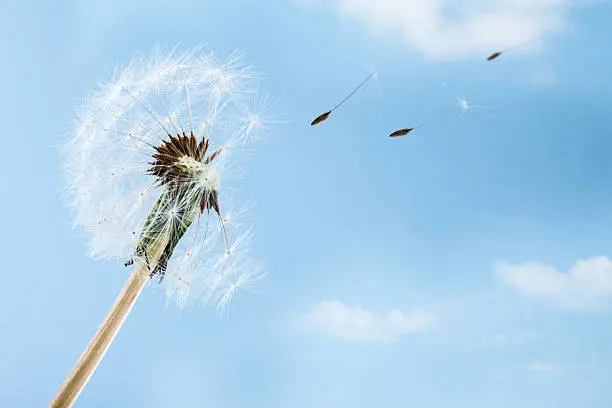 macro shot of a dandelion over a blue sky with wind blowing seeds away