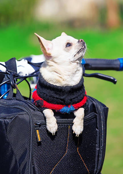 istock funny dog enjoying trip in bicycle bag 488617285