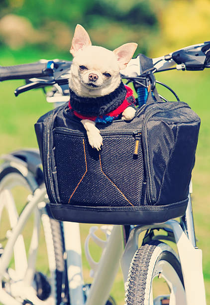istock small dog in a bicycle bag 488617343