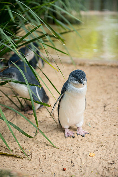 istock Little Penguins in Australia 488617789