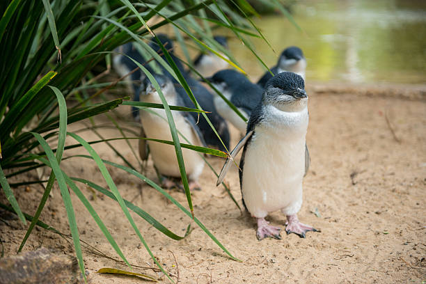 istock Little Penguins in Australia 488618075