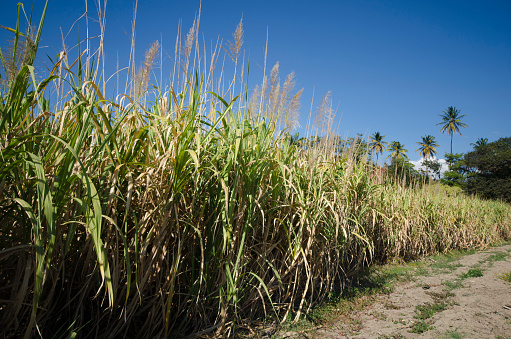 Sugarcane fields. Aragua, Venezuela.