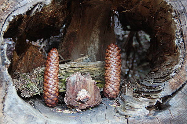 Christmas nativity scene Christmas nativity scene realised with pine cones and bark pieces baby new years eve new years day new year stock pictures, royalty-free photos & images